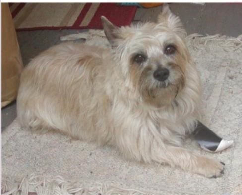 col potter cairn terrier rescue
